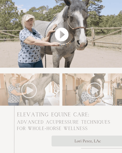Elevating Equine Care: Advanced Acupressure Techniques for Whole-Horse Wellness - NCCAOM Approved Acupuncture Continuing Education, _, _ PDA/CEU ACEU Masters continuing education florida california nccaom australia uk canada